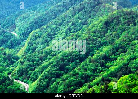 Great Smoky Mountains Nationalpark, Appalachian Range, North Carolina, USA. Osten über Wald Waldbäume von Newfound Gap Stockfoto