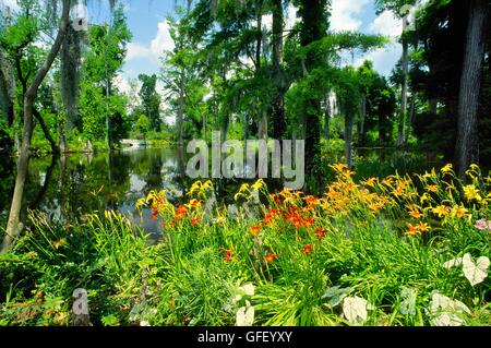 Magnolia Gardens in der Nähe von Charleston, South Carolina, USA stammt aus den 1680er Jahren Stockfoto