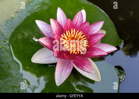 Rosa Seerose Blumen in voller Blüte mit Lilypad im Garten Garten-Teich-Makro Stockfoto