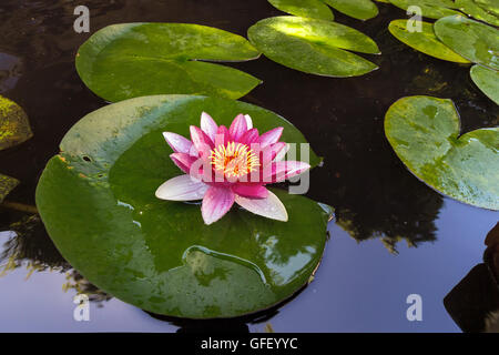 Rosa Seerose Blumen in voller Blüte mit Lilypad im Garten Garten-Teich Stockfoto