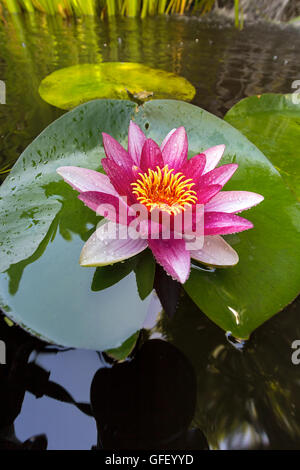 Rosa Seerose Blumen in voller Blüte mit Lilypad in Garten Garten-Teich-Nahaufnahme Stockfoto