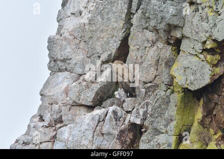 Eurasische Gänsegeier (abgeschottet Fulvus) steht auf einer Klippe in der Nähe von seinem Nest mit Küken Salto del Gitano P N de Monfragüe Spanien Stockfoto