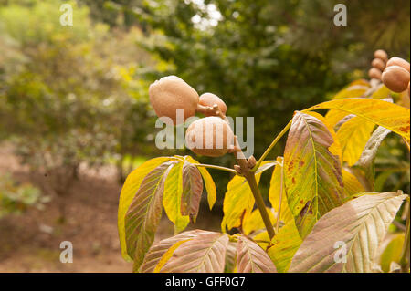 Die Frucht der Aesculus Pavia (rote Rosskastanie) im Arboretum bei Rosemoor, Devon, England, UK Stockfoto