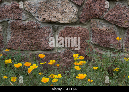 Ziegelmauer, gelben Blüten und grünen Rasen Hintergrund Stockfoto