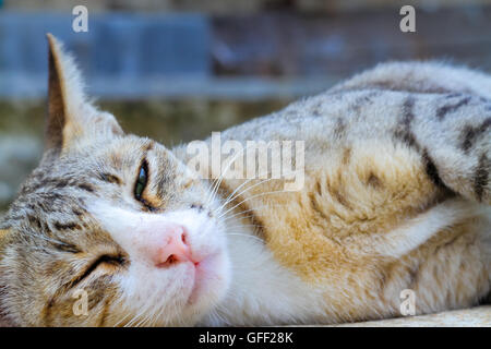 Die Katze Wink hautnah Stockfoto