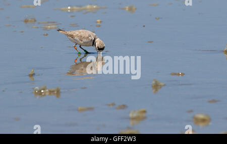 Seeregenpfeifer (Charadrius plexippus), Montana de Oro State Park, Kalifornien Stockfoto