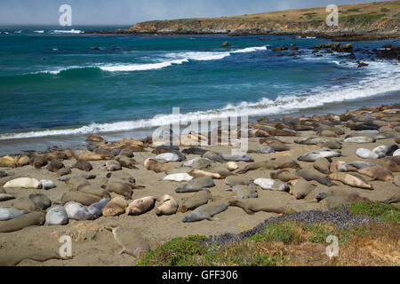 See-Elefanten an See-Elefanten Promenade, Hearst San Simeon State Park, Kalifornien Stockfoto