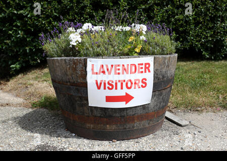 Sommersaison im englischen Lavendel Zentrum, Alton, Hampshire, UK. © Sam Stephenson/Alamy Stockfoto