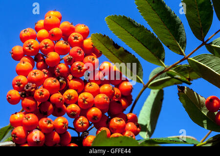 Europäischen Eberesche Sorbus aucuparia, rot herbst Beeren Stockfoto