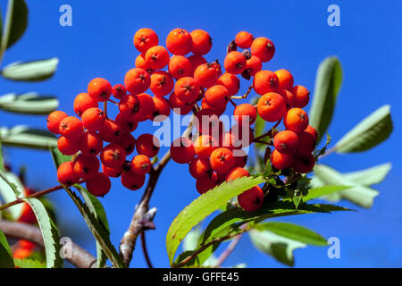 Europäischen Eberesche Sorbus aucuparia, mountain-Esche rot herbst Beeren Stockfoto