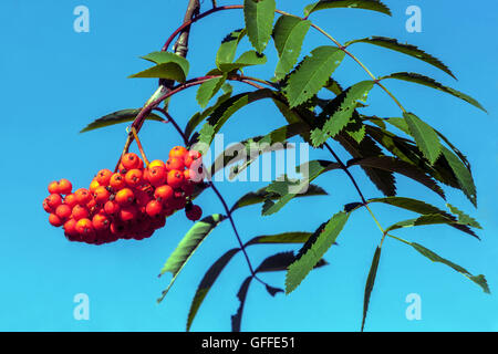 Sorbus aucuparia, die gemeinhin als Rowan und Berg - Asche Beeren Stockfoto