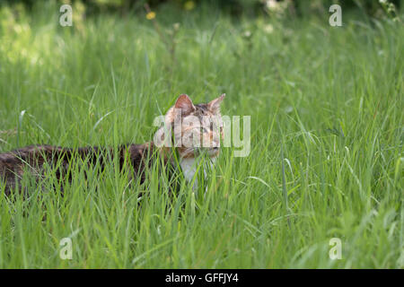 Hauskatze, alleinstehenden lange Gras im Bereich Jagd. Worcestershire, UK Stockfoto