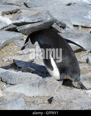 Ein Pinguine Zügelpinguinen (Pygoscelis Antarctica) verhandelt einen felsigen Steilhang. Gourdin Insel, antarktische Halbinsel, Antarktis. Stockfoto