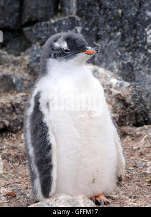 Ein mausender Gentoo Pinguin (Pygoscelis papua) Küken. Gourdin Island, Antarktische Halbinsel, Antarktis. Stockfoto