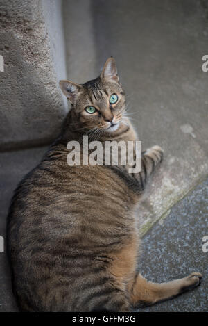 mollige Katze Stockfoto, Bild: 137166706 - Alamy