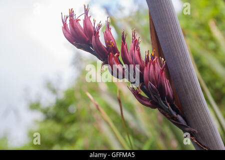 Blumen von Neuseeland Flachs Phormium tenax Stockfoto