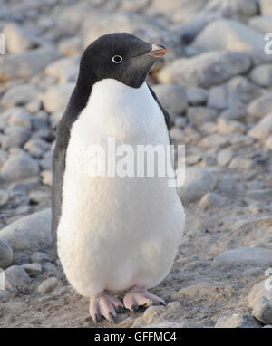 Ein Adelie Pinguin (Pygoscelis Adeliae) am Strand von Paulet Insel. Paulet Insel, antarktische Halbinsel. Antarktis. 02 mar 16 Stockfoto
