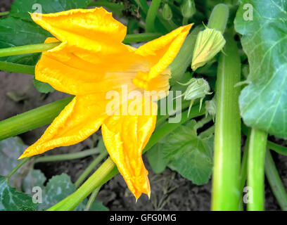 Schöne gelbe Kürbis Blume unter den grünen Blättern. Im Garten wachsen. Stockfoto