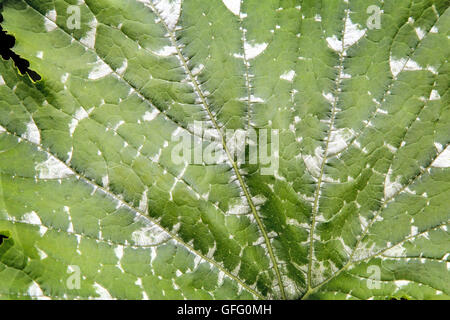 Nahaufnahme eines Fragments von einem großen Blatt Kürbisse mit einem detaillierten Bildteilen. Stockfoto