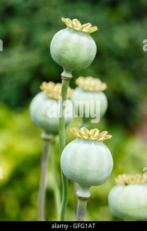 Makroaufnahme einer grünen Mohn (Papaveraceae) Samenköpfe Stockfoto