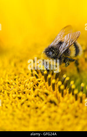 Bienen auf Sonnenblume Pflanzen Stockfoto