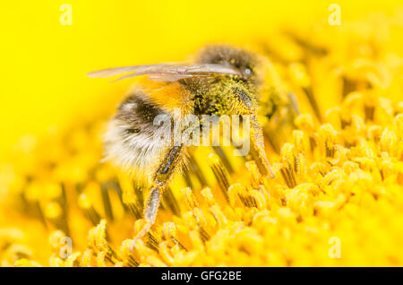 Bienen auf Sonnenblume Pflanzen Stockfoto