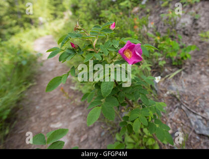 stachelige Heckenrose auf Trail im Sommer Wald Stockfoto