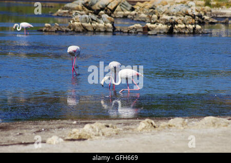 Flamingos in einem Teich in Sardinien, in der Nähe von Olbia. Stockfoto