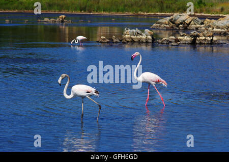 Flamingos in einem Teich in Sardinien, in der Nähe von Olbia. Stockfoto