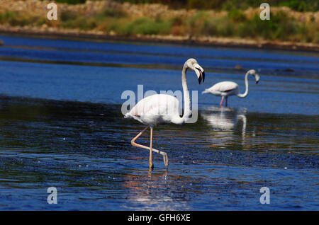 Flamingos in einem Teich in Sardinien, in der Nähe von Olbia. Stockfoto