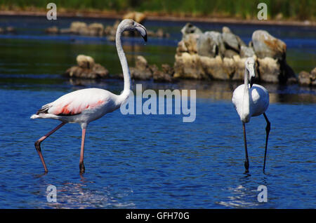 Flamingos in einem Teich in Sardinien, in der Nähe von Olbia. Stockfoto