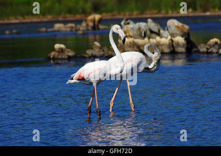 Flamingos in einem Teich in Sardinien, in der Nähe von Olbia. Stockfoto