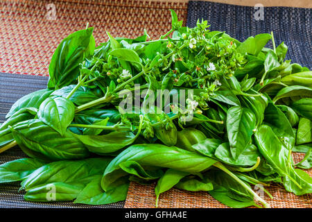 Ein frisch geschnittenem Bund Basilikum aus dem Garten bereit, in Pesto gemacht werden Stockfoto