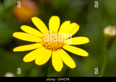 Dahlberg Daisy in voller Blüte Stockfoto