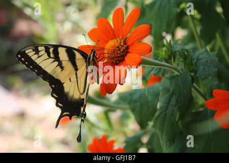 Östliche Tiger Schwalbenschwanz Schmetterling Fütterung auf mexikanische Sonnenblume Stockfoto
