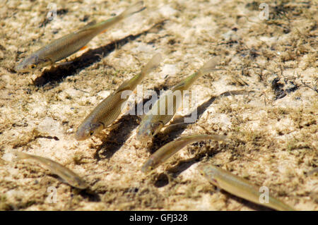 Fischen in klaren transparenten Wasser, Plitvitce Seen Stockfoto