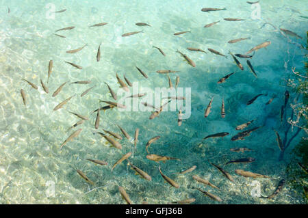 Fischen in klaren transparenten Wasser, Plitvitce Seen Stockfoto