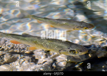 Fischen in klaren transparenten Wasser, Plitvitce Seen Stockfoto