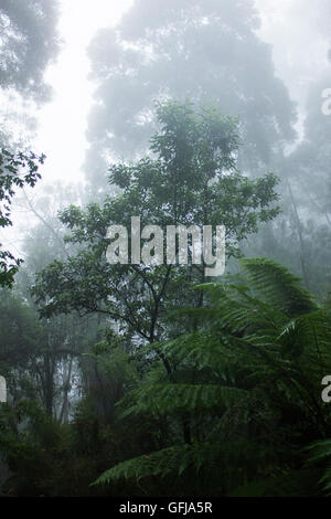 Bäume in den Dandenong Ranges durch den Nebel Stockfoto