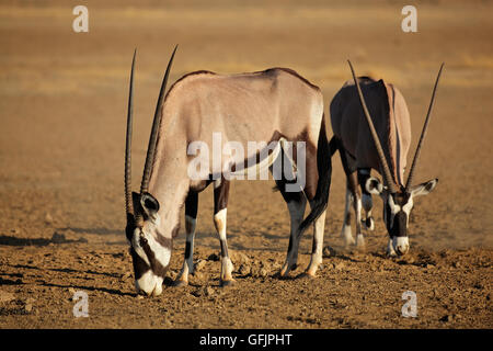 Oryx-Antilopen (Oryx Gazella) im natürlichen Lebensraum, Kalahari-Wüste, Südafrika Stockfoto