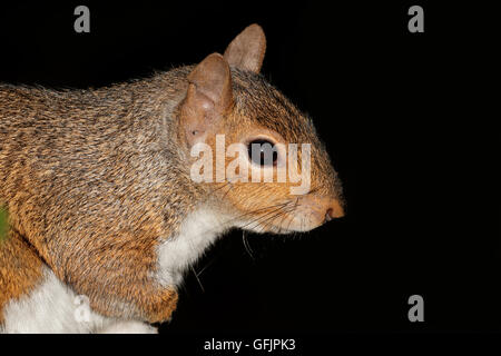 Porträt eines grauen Eichhörnchen oder östliche graue Eichhörnchen (Sciurus Carolinensis) auf schwarz Stockfoto