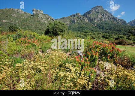 Kirstenbosch Botanischer Garten vor dem Hintergrund der Tafelberg, Kapstadt, Südafrika Stockfoto