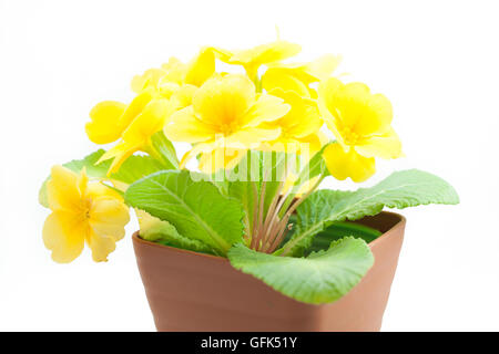 Gelb Primula Juliana in einem Topf auf weißen Hintergrund isoliert Stockfoto