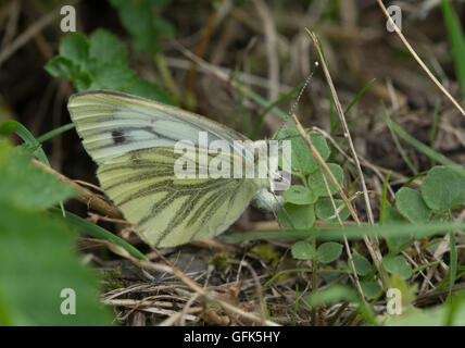 Grüner weißer Schmetterling (Pieris napi), der auf grünen Blättern im Grasland-Habitat in Hampshire, England, Großbritannien, liegt Stockfoto