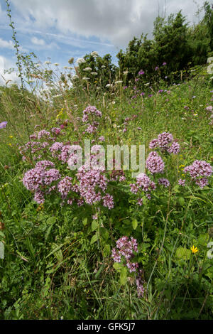 Wildblumen in Chalk downland Wiese Lebensraum an Noar Hill, Hampshire, Großbritannien Stockfoto