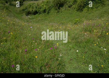 Wildblumen in Chalk downland Wiese Lebensraum an Noar Hill, Hampshire, Großbritannien Stockfoto