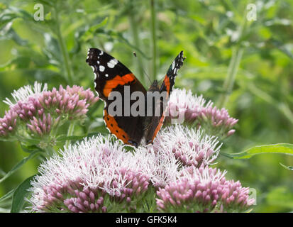 Rot Schmetterling Admiral (Vanessa atalanta) auf Hanf - agrimony (Eupatorium cannabinum) Blumen, Großbritannien Stockfoto