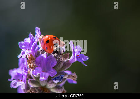 Makro von sieben spot Marienkäfer Coccinella Septempunctata auf Lavendel Blume. Stockfoto