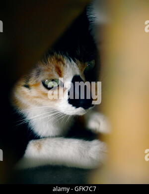 Katze versteckt unter hölzernen selektiven Fokus Stockfoto