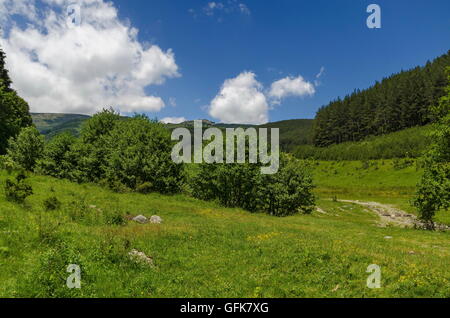 Panorama der ökologischen Weg durch einen grünen Sommer Wald, Vitosha Berg, Bulgarien Stockfoto